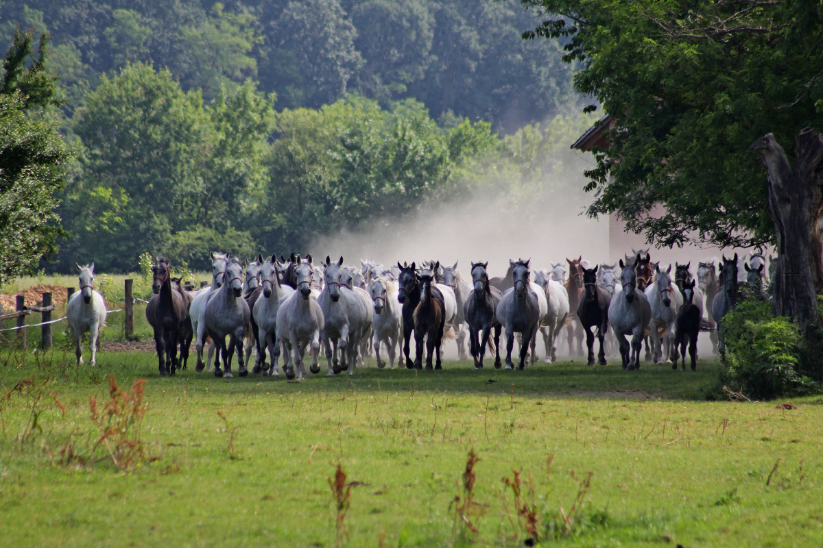 „Filmski junaci” u filmu Walta Disneyja