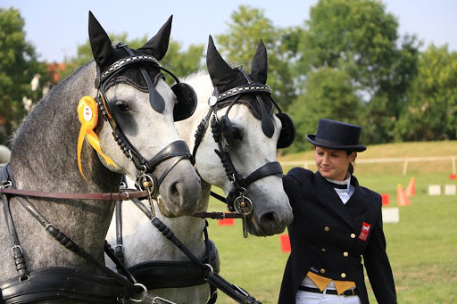 Breeding of Lipizzaner horses